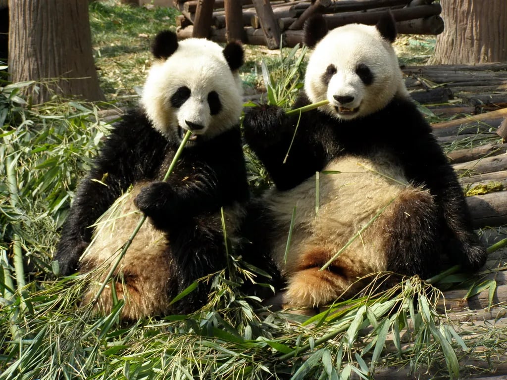 Two giant pandas eat bamboo at the Chengdu Research Base in China.
