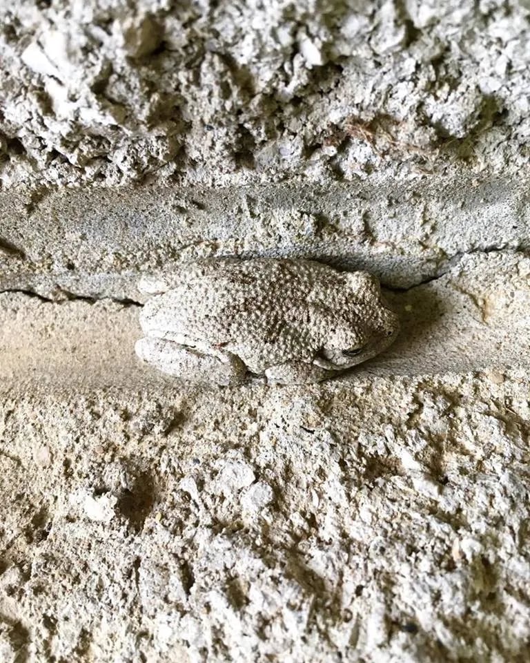 A Cope's gray treefrog resting on a surface.