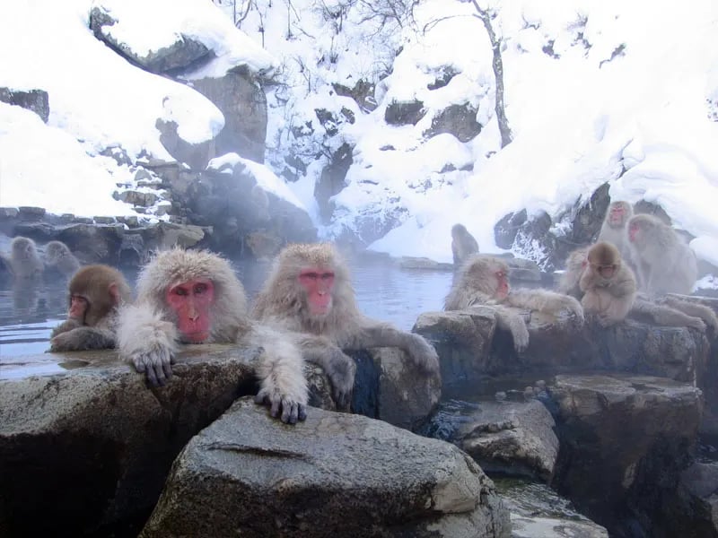 Japanese macaques soak in a snowy hot spring at Jigokudani in Nagano, Japan.
