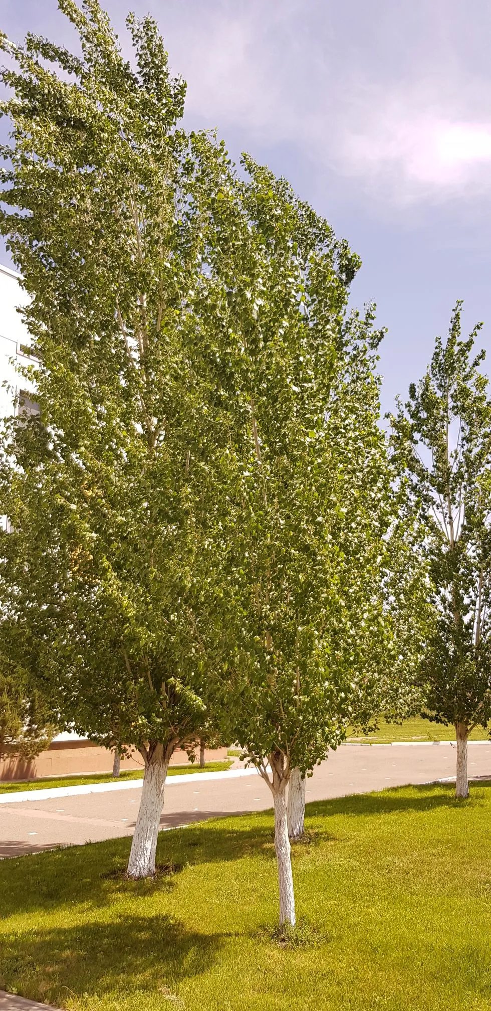 Leafy trees growing in Astana, Kazakhstan.