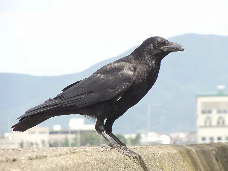 A black carrion crow stands with its body in profile.