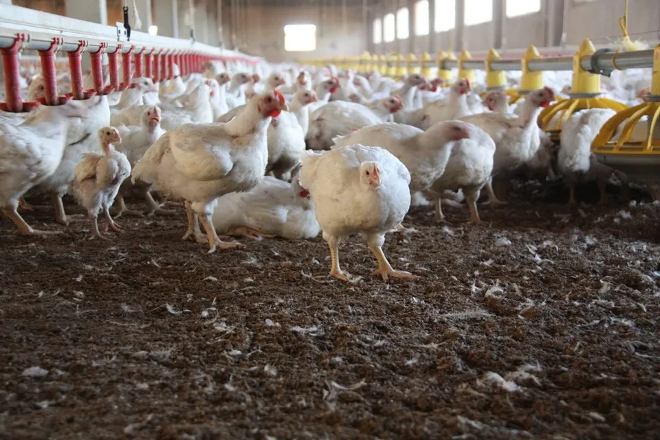 A flock of chickens inside a commercial poultry building.