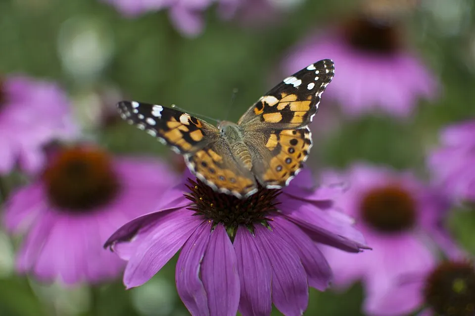 A painted lady butterfly rests on a purple flower; the species was among those represented by multiple range-shift records in the global study.