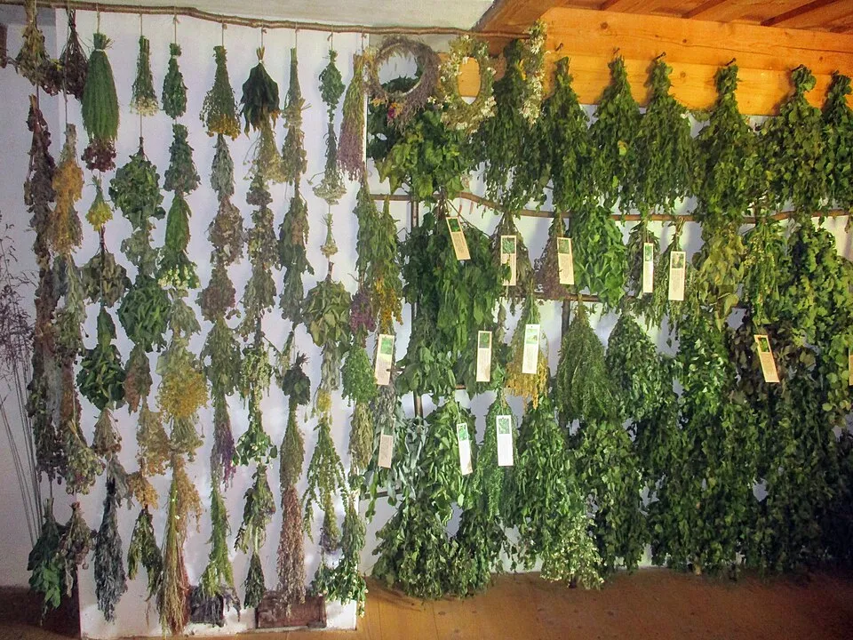 Leafy sauna whisks and herbal items are displayed inside a traditional Latvian pirts room.