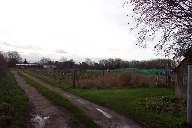 Rows of small allotment garden plots beside a path in England.