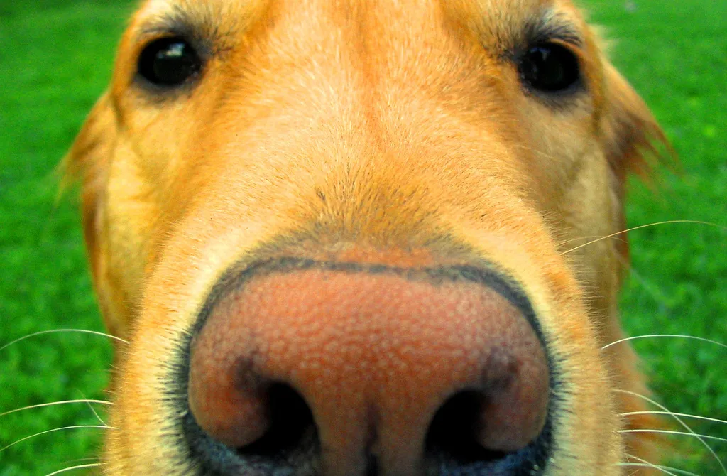 A close-up photograph of a dog's nose and face.