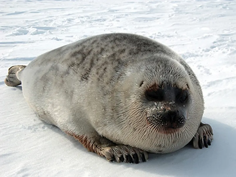 A ringed seal rests on snow and ice.